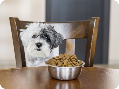You are currently viewing Do You Know Best 5 Reasons Why Tailored Nutrition Is Beneficial In Pet Diets