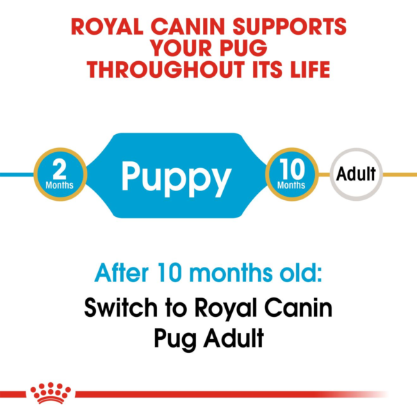 Pug Puppy - 1.5 kg_I1| royal canin | dog food | petzsetgo