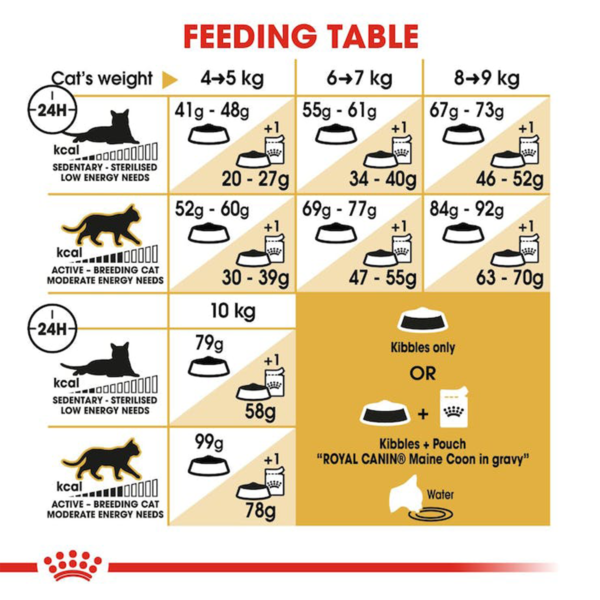 Feeding table | maine-coon-adult_B